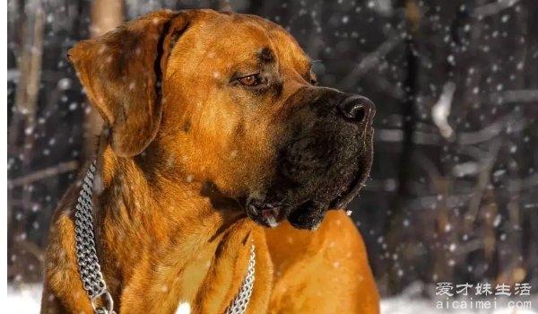中国十大禁犬 个个凶残容易伤人（藏獒在国内常见）