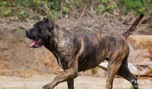中国十大禁犬 个个凶残容易伤人（藏獒在国内常见）