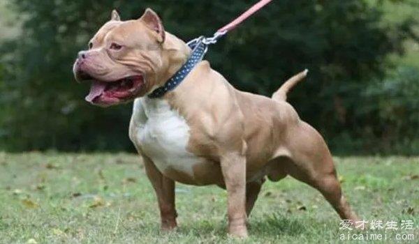 中国十大禁犬 个个凶残容易伤人（藏獒在国内常见）
