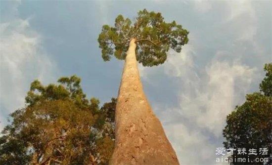 世界上最高的树 杏仁桉树有50层楼高(附前十名榜单)
