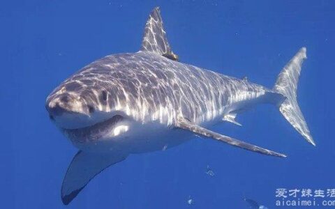 海洋十大霸主排名 大白鲨第一(游的速度是3.2千米/小时)