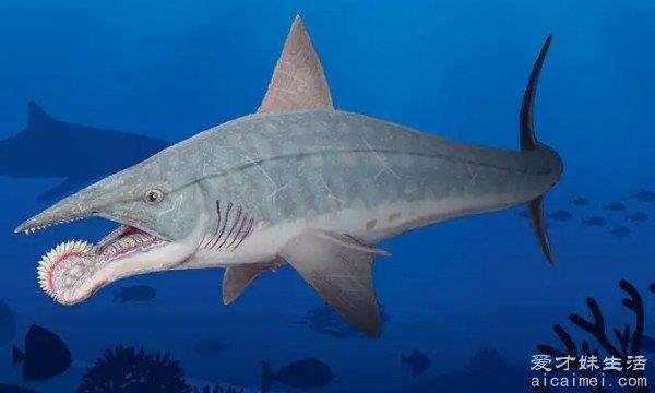 海洋十大霸主排名 大白鲨第一(游的速度是3.2千米/小时)