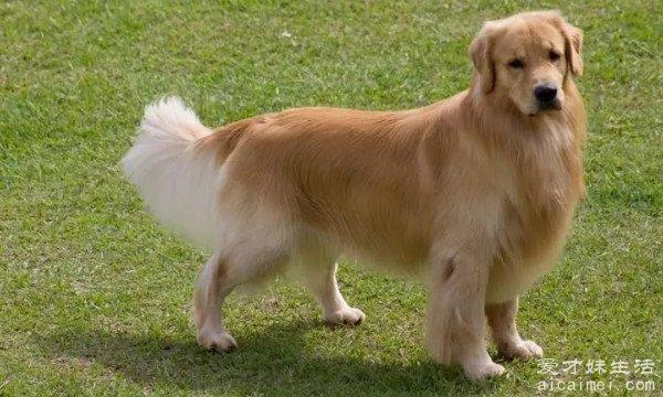 最受欢迎的狗狗品种，拉布拉多猎犬、金毛犬、约瑟犬、比熊犬