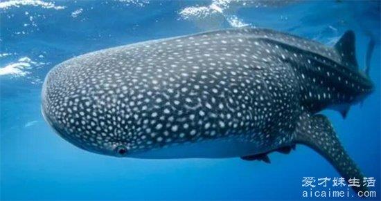 世界上最大的鱼，嘴巴有1.5米长，拥有5对巨大腮，体型巨大