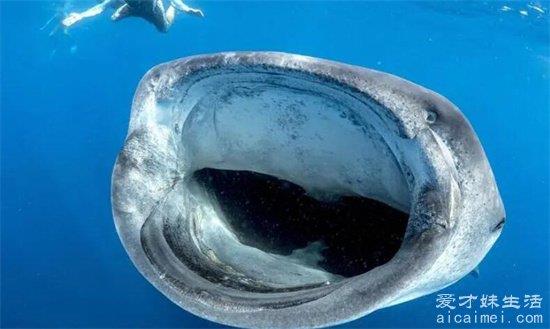 世界上最大的鱼，嘴巴有1.5米长，拥有5对巨大腮，体型巨大
