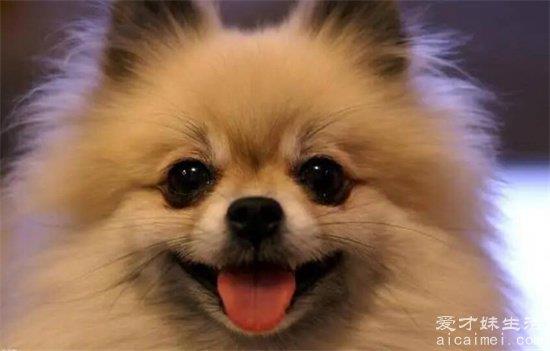 十大最受欢迎的狗狗品种，第一拉布拉多是军犬的首选，你家有吗