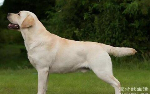 十大最受欢迎的狗狗品种，第一拉布拉多是军犬的首选，你家有吗