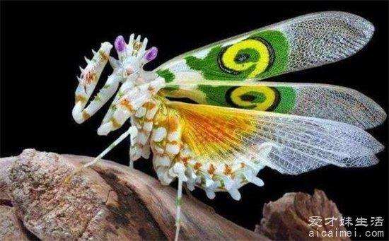 世界上最帅的虫子：魔花螳螂，被称为“螳螂之王”