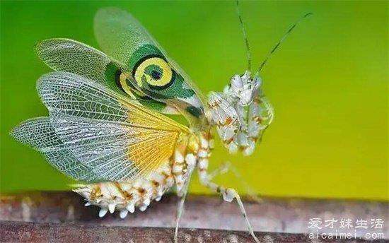 世界上最帅的虫子：魔花螳螂，被称为“螳螂之王”