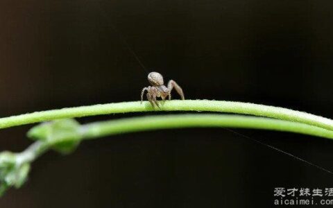 世界上最小的蜘蛛，体长只有0.043厘米，你见过吗？