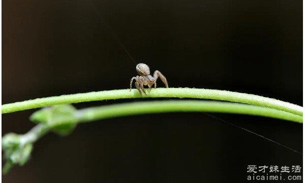 世界上最小的蜘蛛，体长只有0.043厘米，你见过吗？