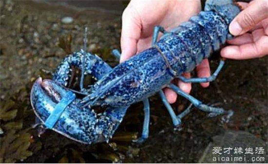 最贵龙虾十大排名，第一名法国蓝龙虾，平均200万只龙虾
