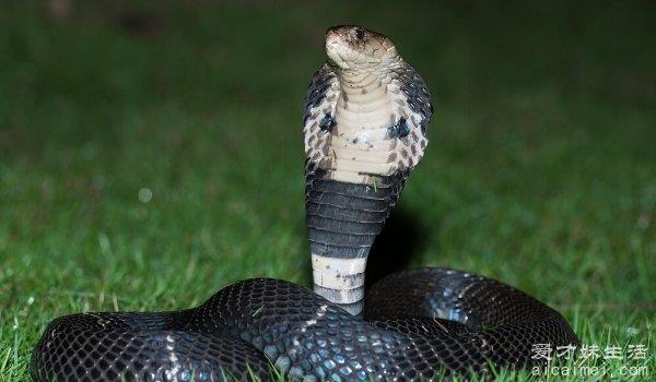 世界十大喷毒眼镜蛇，毒性仅次于黑曼巴，你见过吗？