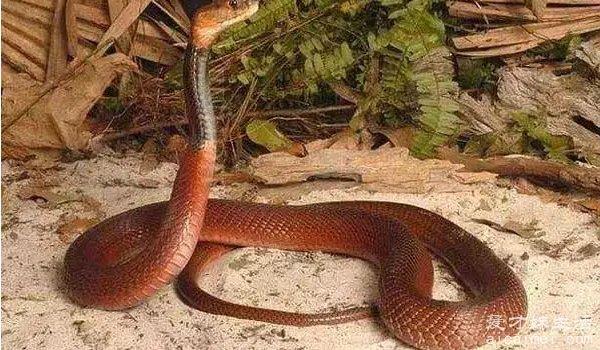 世界十大喷毒眼镜蛇，毒性仅次于黑曼巴，你见过吗？