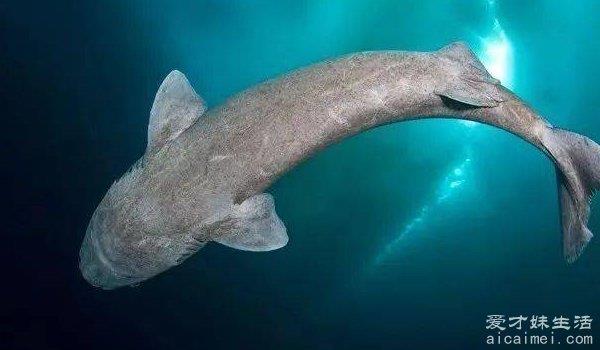 世界上最长寿的动物排名，弓头鲸200岁，格陵兰鲨270岁