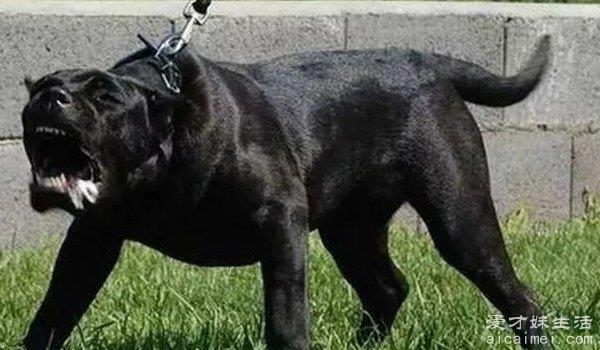 人类最害怕的10种动物，毛毛虫9，鲨鱼7，老鼠6，烈性犬5