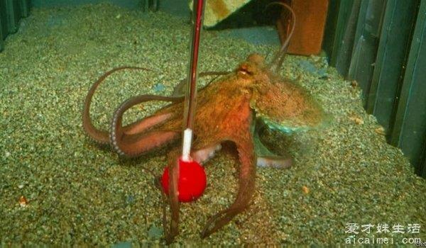 章鱼的血液是什么颜色？