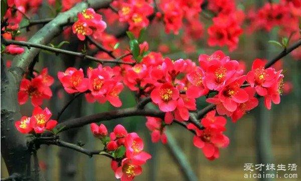 你知道十大不吉利的花是哪几朵吗？（收藏）