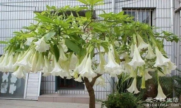 你知道十大不吉利的花是哪几朵吗？（收藏）