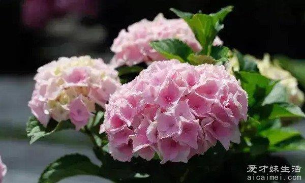 你知道十大不吉利的花是哪几朵吗？（收藏）