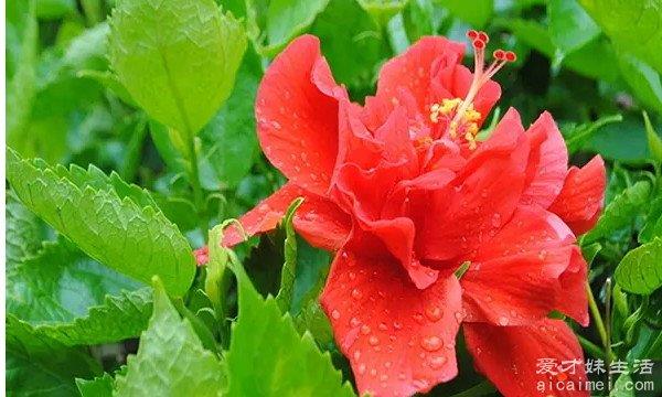 你知道十大不吉利的花是哪几朵吗？（收藏）