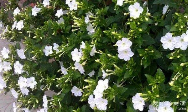 你知道十大不吉利的花是哪几朵吗？（收藏）