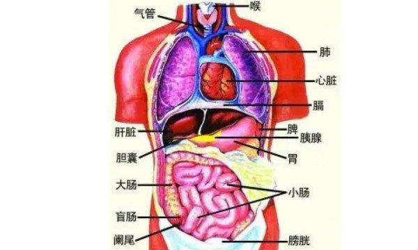 你知道内脏和肾脏的位置吗？