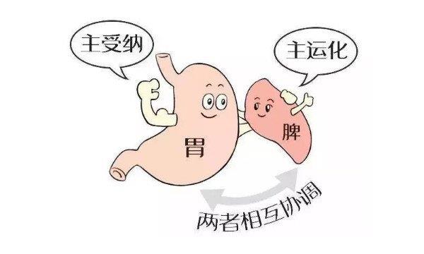 你知道内脏和肾脏的位置吗？