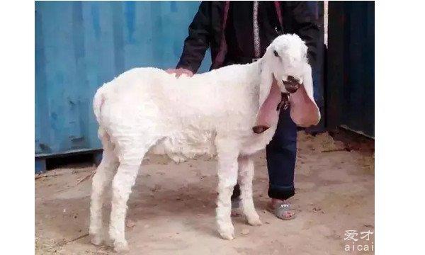 这只羊想吃肉，2022年价格是多少钱一只？