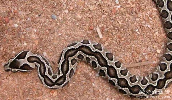 世界上最萌的4种蛇，猪鼻蛇上榜，第一让人害怕，最后一种最可爱
