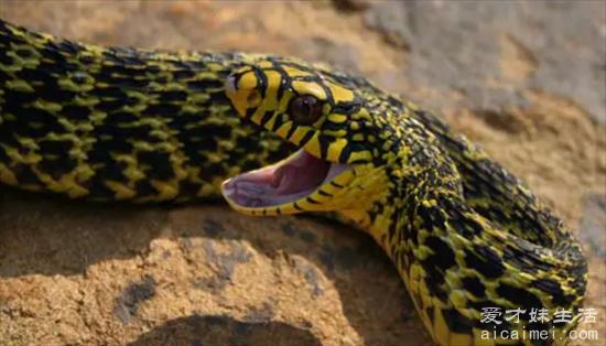 王蛇为什么不怕毒蛇？