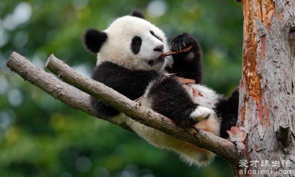 你知道一只熊猫多少钱吗？