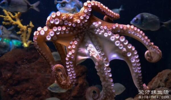 你知道章鱼的血是什么颜色吗？作为一种智商很高的无脊椎动物