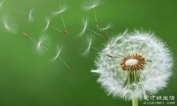 植物传播种子的三种方法