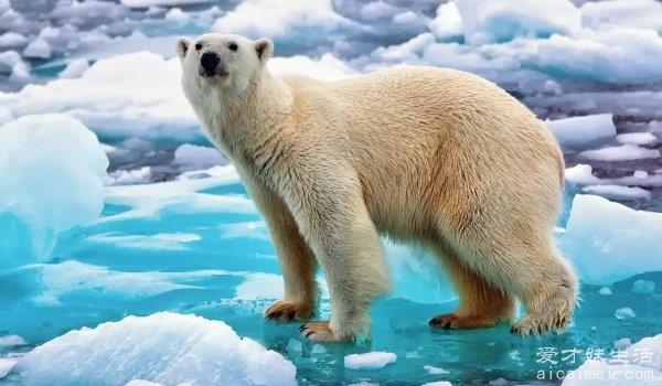 北极熊的毛是什么颜色的？其实并不是白熊，它的毛发中含有甘昆