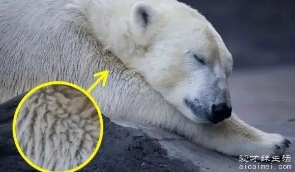 北极熊的毛是什么颜色的？其实并不是白熊，它的毛发中含有甘昆