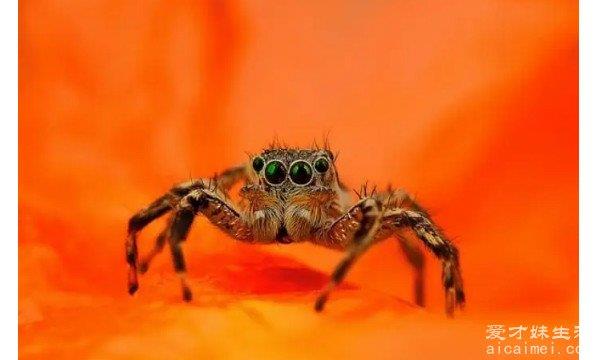 在农村，一只蜘蛛有几只眼睛？