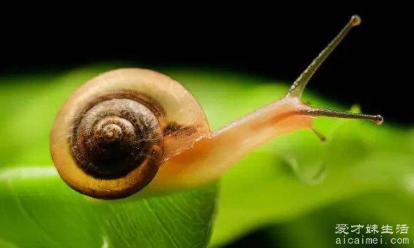 农村常见的蜗牛是昆虫吗？