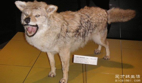 近百年灭绝的动物名单，日本狼上榜，最后一种已被收容进动物园