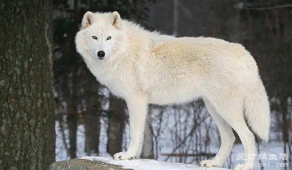 近百年灭绝的动物名单，日本狼上榜，最后一种已被收容进动物园
