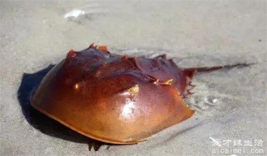 世界上最古老的螃蟹，在地球上生活了4亿多年，现在已死濒危物种