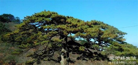黄山有哪些奇松？
