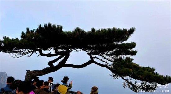 黄山有哪些奇松？