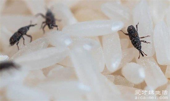 生米用什么方法除虫？3种解决大米生虫的问题