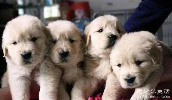 金毛犬700-1万元一只幼崽，纯种金毛多少钱？