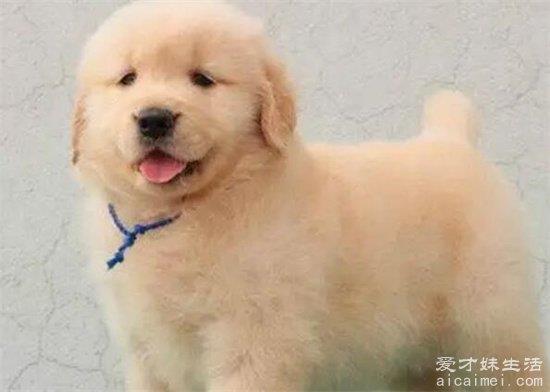 金毛犬700-1万元一只幼崽，纯种金毛多少钱？