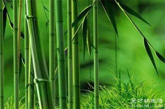 竹子的寓意是什么？