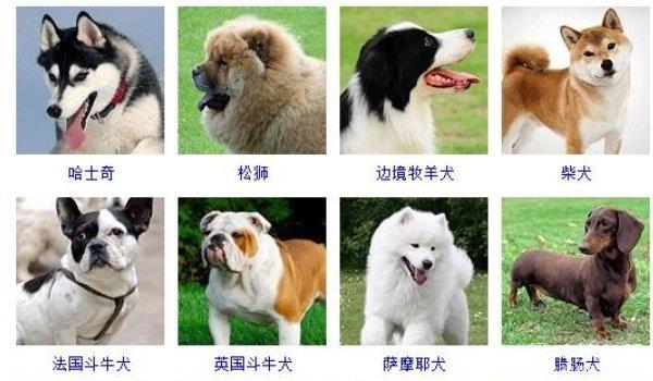 养狗新手必看：常见宠物狗的品种和价格
