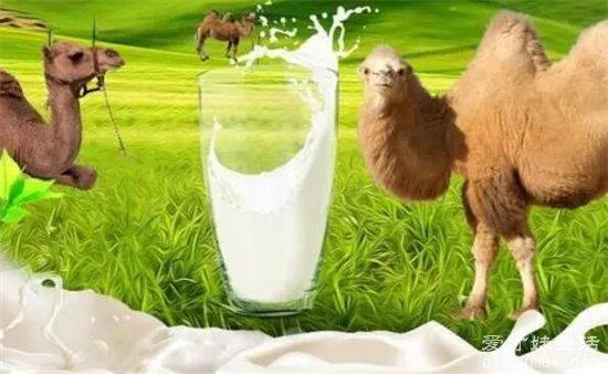 骆驼奶粉多少钱一箱？