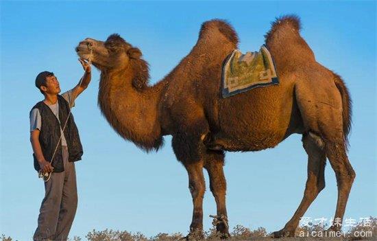 骆驼奶粉多少钱一箱？